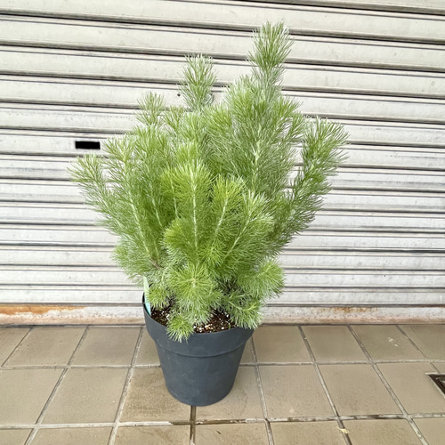 アデナンサス〝ウーリーブッシュ〟大株・グレー＆ブラック鉢仕立て