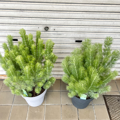 アデナンサス〝ウーリーブッシュ〟大株・グレー＆ブラック鉢仕立て