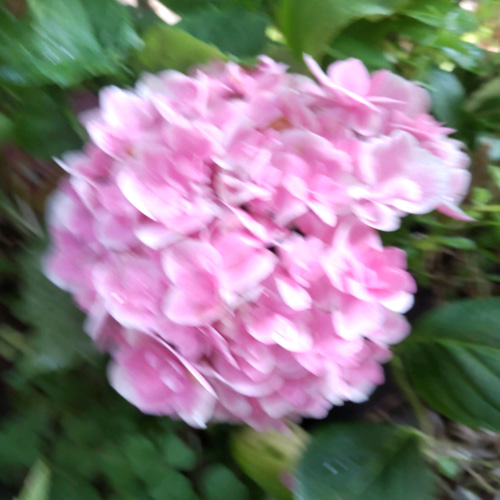 とても美人な紫陽花 タグが飛ばされ品種不明に！ご存知の方教え