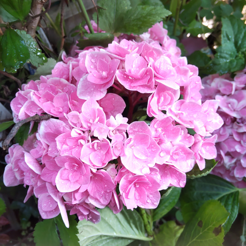 【未使用・タグ付き】紫陽花きれいですね〜(*ˊᵕˋ*) 紫陽花 – Maker's Watch Knot