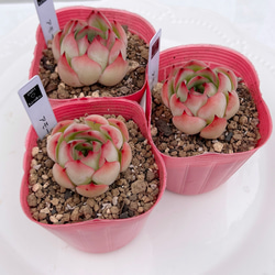 多肉植物 アンバーローズ 韓国苗 多肉植物 pariʚ