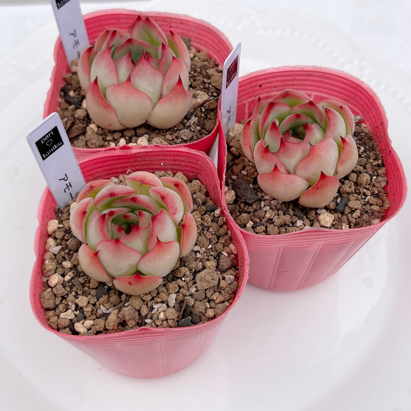 Amabile 小(韓国苗) 【公式通販】