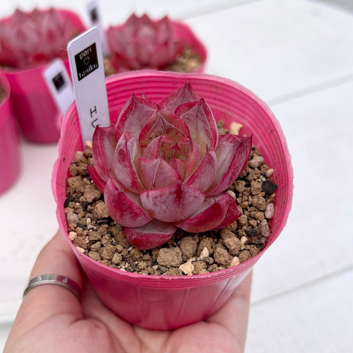 多肉植物 エレイナ 韓国苗 多肉植物 pariʚ❤︎ɞtaniku