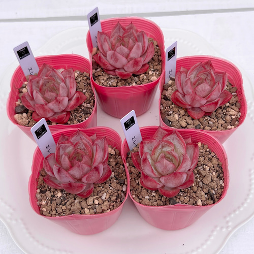 多肉植物 韓国苗 ♡yuiruna♡様 多肉植物 韓国苗 ♡yuiruna♡様