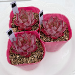 多肉植物　韓国苗　リファー 多肉植物 エレイナ 韓国苗 多肉植物 pariʚ❤︎ɞtaniku 通販