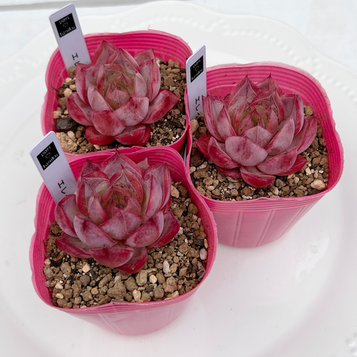 多肉植物 エレイナ 韓国苗 多肉植物 pariʚ❤︎ɞtaniku
