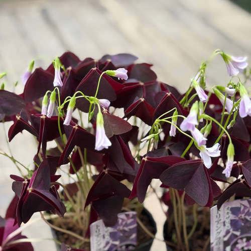銅葉「オキザリス トライアングラリス」淡いピンクの花が美しい品種 2