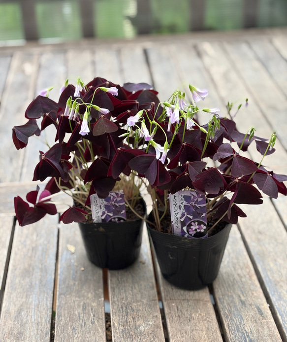 銅葉「オキザリス トライアングラリス」淡いピンクの花が美しい品種 2