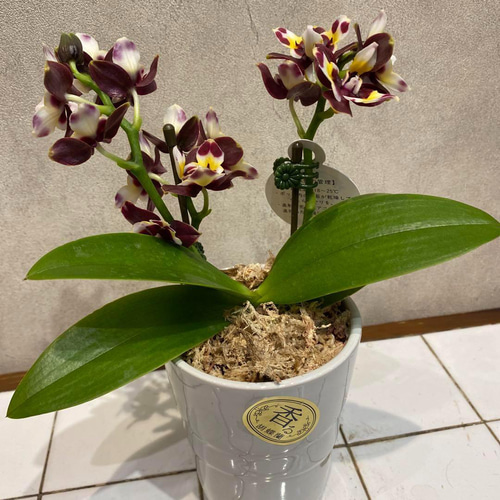 香る胡蝶蘭❗️ミディ胡蝶蘭❤️ヴァロン 2本立 5号陶器鉢 多肉植物