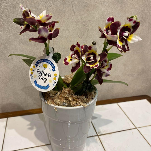 香る胡蝶蘭❗️ミディ胡蝶蘭❤️ヴァロン 2本立 5号陶器鉢 多肉植物