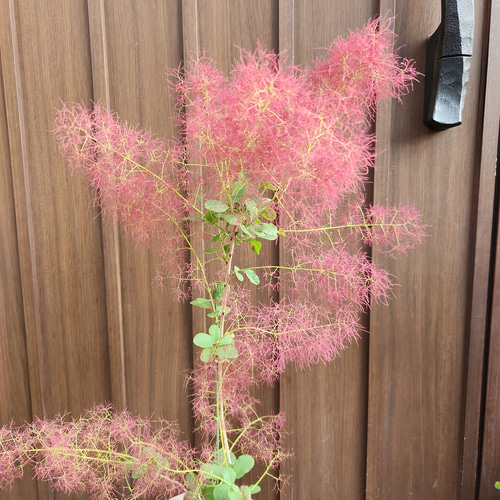 スモークツリー リトルルビー 鉢植え 苗木 けむりの木 盆栽