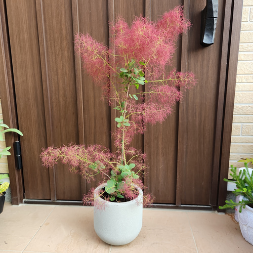 可愛い♪ユーカリ ポポラス テラコッタ鉢植え 苗 シンボルツリー