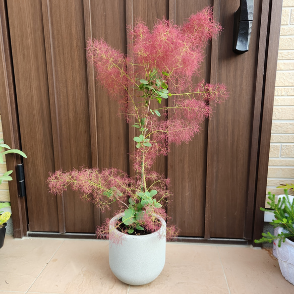スモークツリー リトルルビー 鉢植え 苗木 けむりの木 盆栽