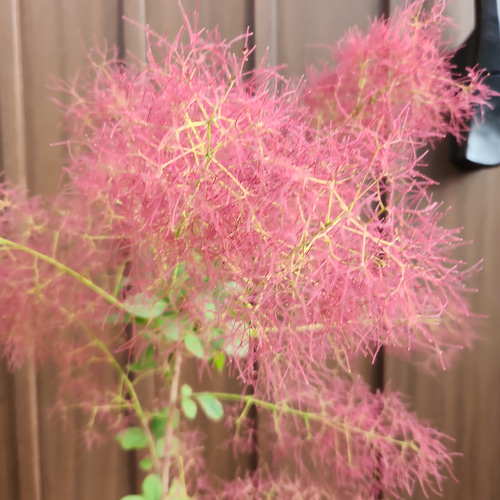 スモークツリー　クイン　テラコッタ鉢植え　苗　ケムリの木 8fc58ce7fcf95cc39ffcdef4b4732e