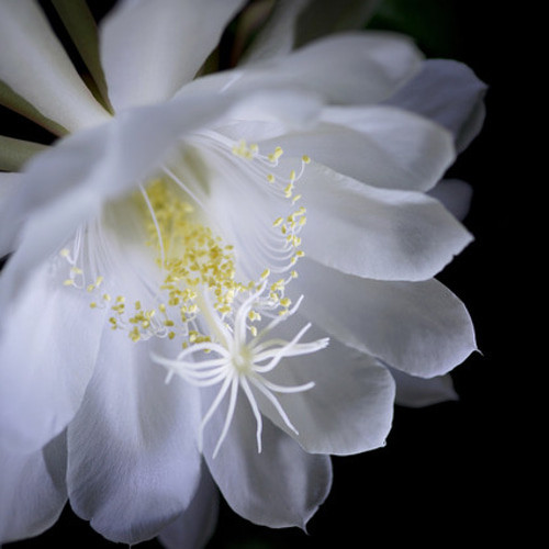 月下美人♡3号苗♡ クジャクサボテン♡多肉植物♡ アートフラワー