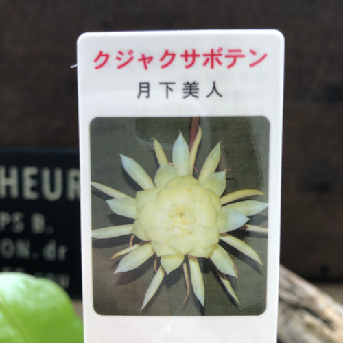 月下美人♡3号苗♡ クジャクサボテン♡多肉植物♡ アートフラワー