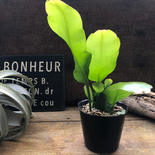 月下美人♡3号苗♡ クジャクサボテン♡多肉植物♡ アートフラワー