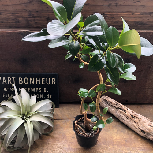 フランスゴムの木　特大サイズ　曲がり樹形　美形　幹太　観葉植物　カッシーナ フランスゴムの木 特大サイズ 美形 37000円 曲がり 幹太 観葉