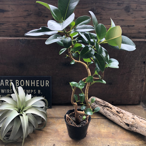 フランスゴムの木♡曲がり木♡観葉植物♡曲がった幹♡ アートフラワー