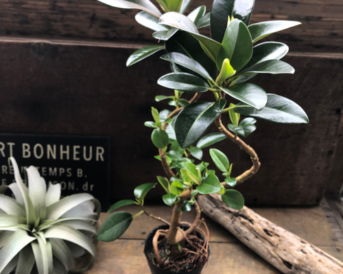 フランスゴムの木♡曲がり木♡観葉植物♡曲がった幹♡ アートフラワー