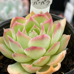 masa2311‼️ 多肉植物　カット苗　気まぐれセット masa2311様 専用‼️ 多肉植物 カット苗 気まぐれセット