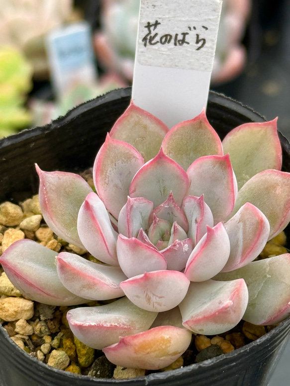 花のばら(1-3)＊多肉植物＊抜き苗 多肉植物 ＊N＊ 通販 19431440