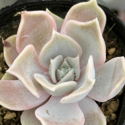 ピンクプリティ＊多肉植物＊抜き苗 多肉植物 ＊N＊ 通販