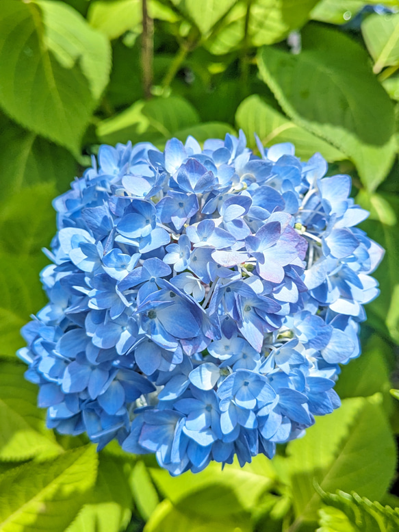 紫陽花入り猫時計、背面色入り 5枚目の画像