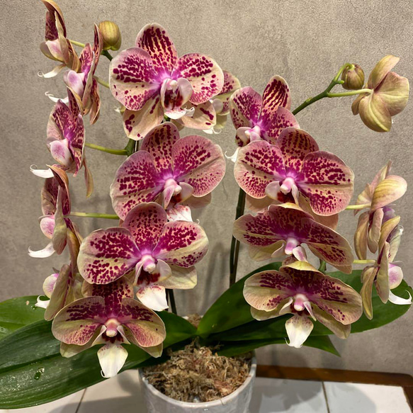 希少❗️胡蝶蘭❤️ブラボー 2本立 4号 陶器鉢入り 多肉植物