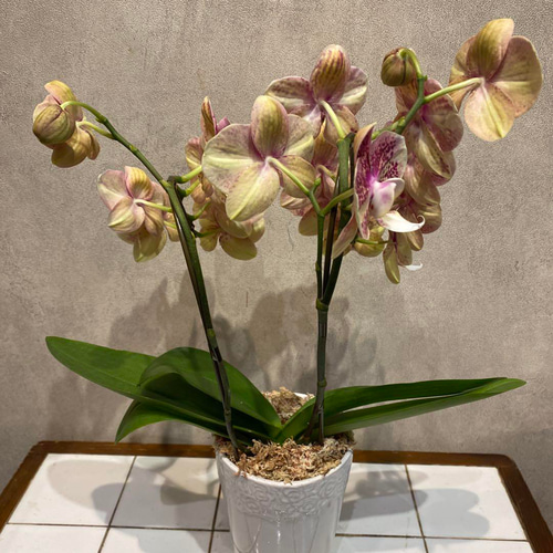 希少❗️胡蝶蘭❤️ブラボー 2本立 4号 陶器鉢入り 多肉植物