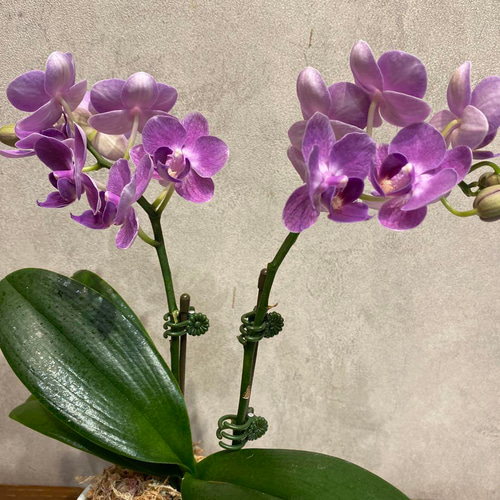 希少❗️胡蝶蘭❤️アクアマリン 2本立 3.5号陶器鉢入 多肉植物