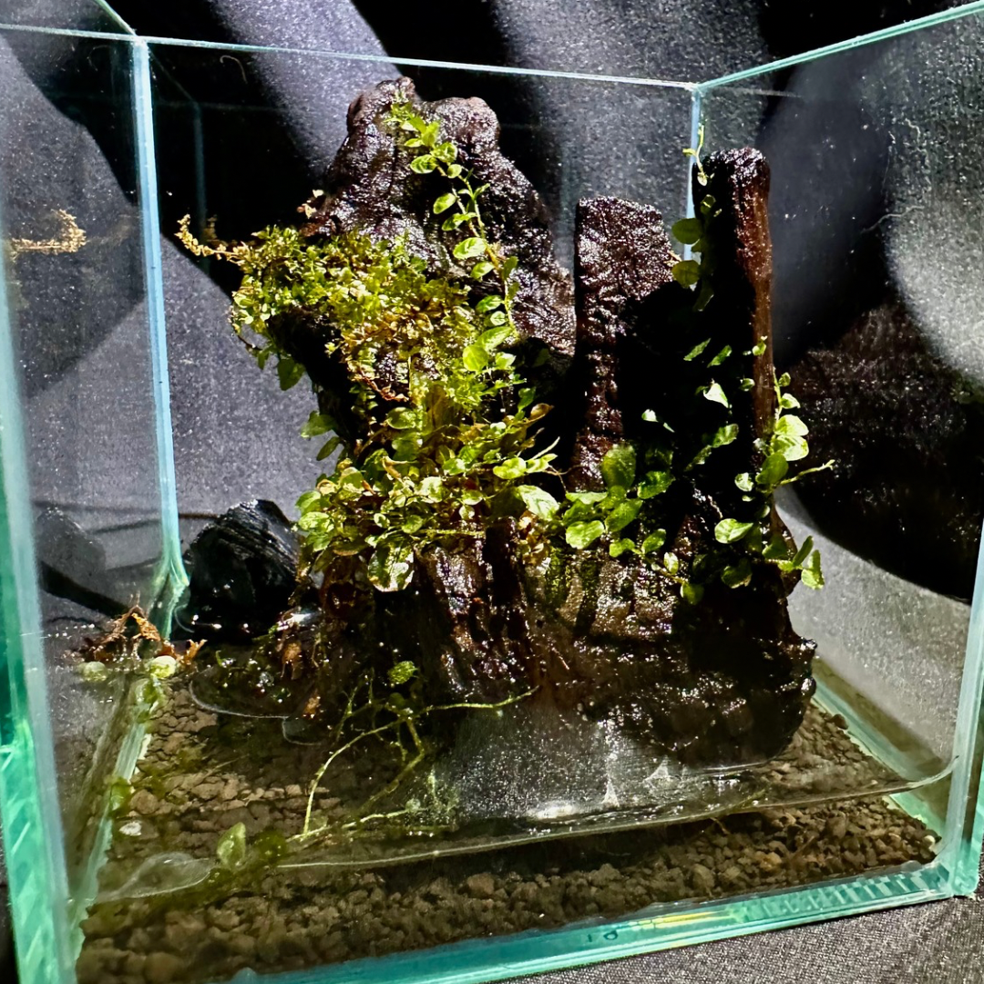 【一点物】アートテラリウム「樹影の息吹」(完成品・フタ付き)約10cm