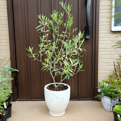 オリーブネバディロブランコ naturalgardenホワイトテラコッタ鉢植え苗