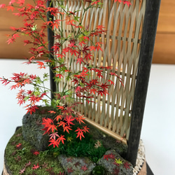 もみじ赤黄色 6枚目の画像