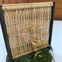 もみじ赤黄色 4枚目の画像