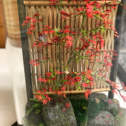 もみじ赤黄色 8枚目の画像