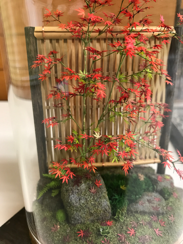 もみじ赤黄色 8枚目の画像