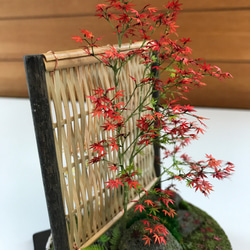 もみじ赤黄色 2枚目の画像