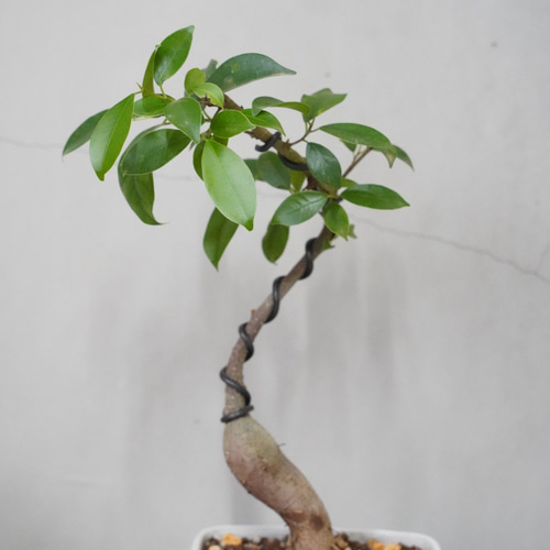 ガジュマル 盆栽 鉢こみ 一輪挿し・花瓶・花器 __@verdeplants__ 通販