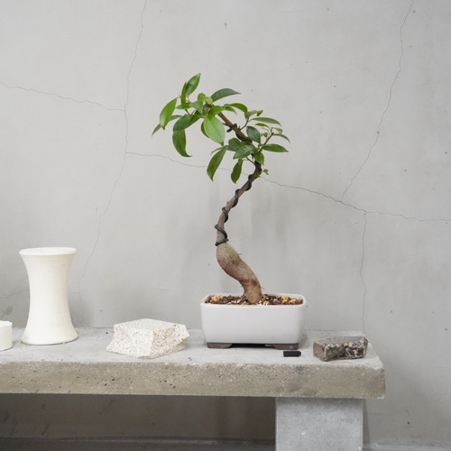 ガジュマル 盆栽 鉢こみ 一輪挿し・花瓶・花器 __@verdeplants__