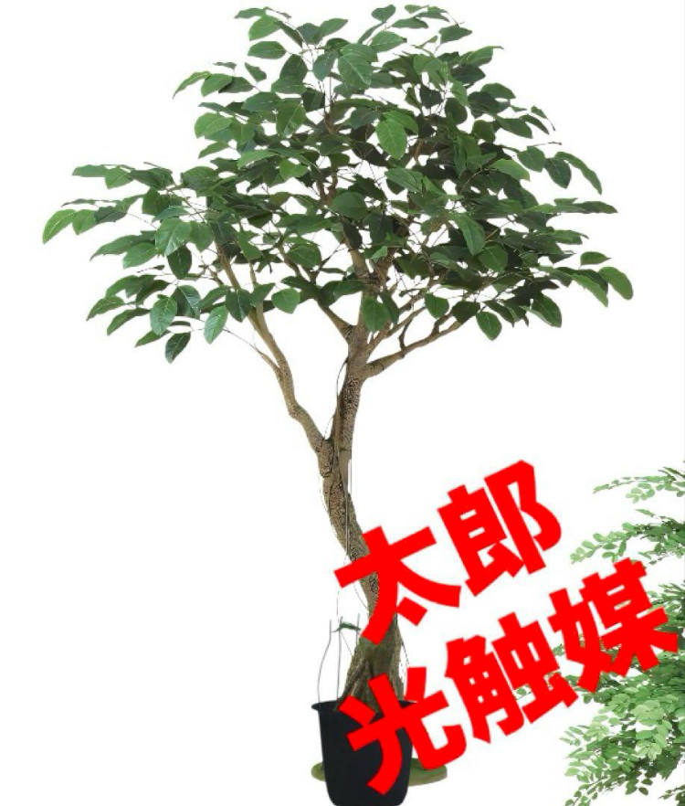 光触媒　人工観葉植物　フェイクグリーン　ベンガルボダイジュコアッド鉢付き