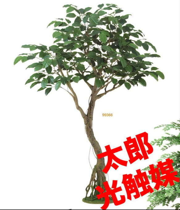 光触媒 人工観葉植物 フェイクグリーン ベンガルボダイジュコアッド