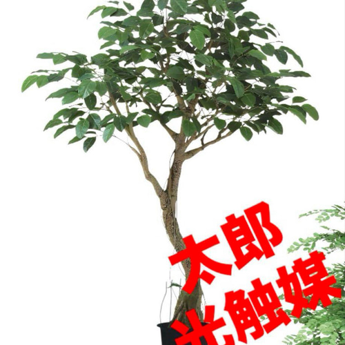 光触媒 人工観葉植物 ウォールグリーン フェイクグリーン ベンガルボ