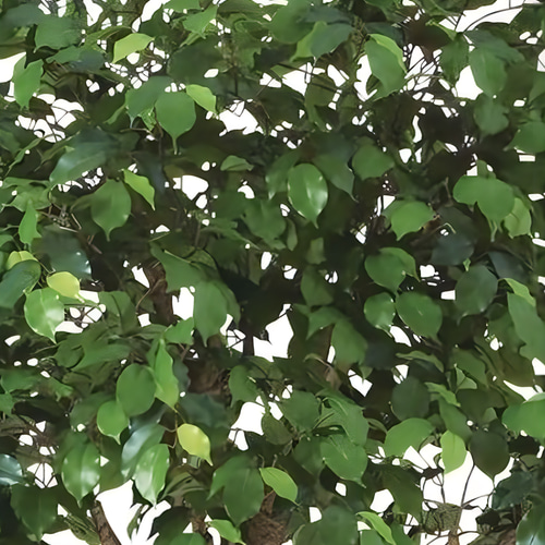 光触媒 人工観葉植物 フェイクグリーン フィカスベンジャミナコアッド