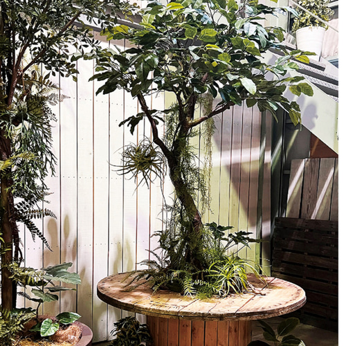 光触媒 人工観葉植物 フェイクグリーン フィカスベンジャミナコアッド