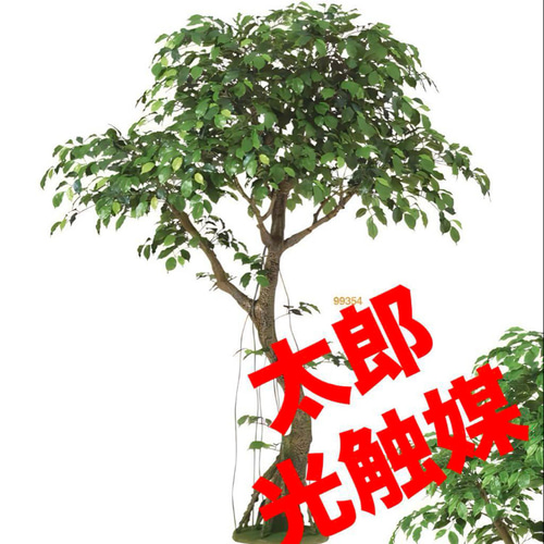 光触媒　人工観葉植物　フェイクグリーン　フィカスベンジャミナコアッド 光触媒 人工観葉植物 フェイクグリーン フィカスベンジャミナコ