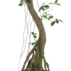 光触媒　人工観葉植物　ウォールグリーン　フェイクグリーン　ガジュマルコアッド 4枚目の画像