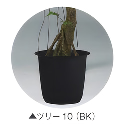 光触媒　人工観葉植物　ウォールグリーン　フェイクグリーン　ガジュマルコアッド 8枚目の画像