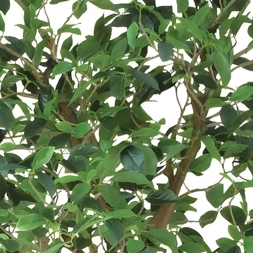 光触媒　人工観葉植物　ウォールグリーン　フェイクグリーン　ガジュマルコアッド 光触媒 人工観葉植物 ウォールグリーン フェイクグリーン