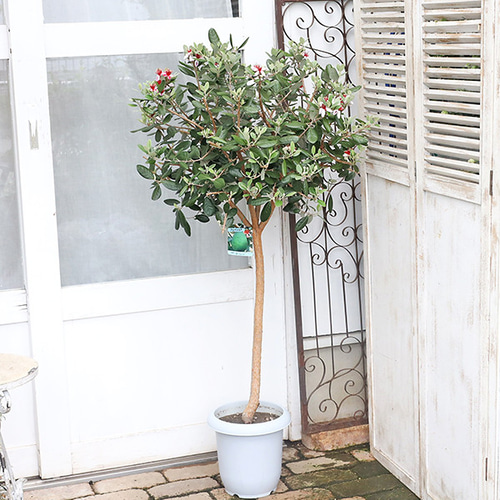 現品販売 常緑花木苗 フェイジョア クーリッジ 8号 高1.4m 実がなる